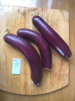Aubergine violette (graines à semer)