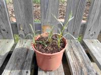 Estragon de russie 1l