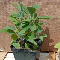 Sauge officinale à grandes feuilles 0.5l