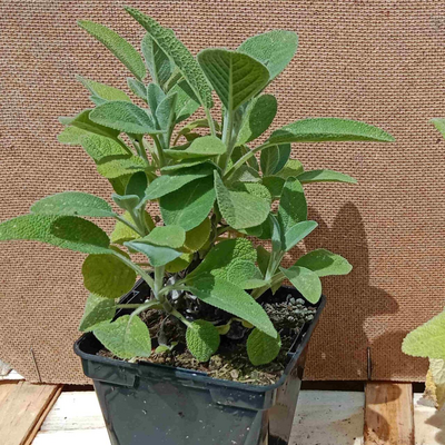 Sauge officinale à grandes feuilles 0.5l