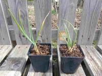 Oignon de la saint jean 0.5l