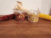 Maïs pop-corn coloré