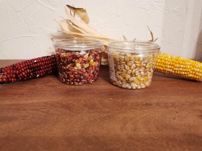 Maïs pop-corn coloré