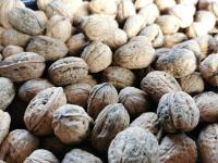 Noix gros calibre