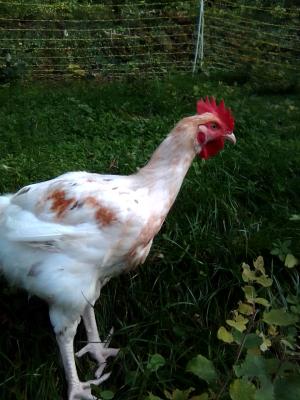 Poulets