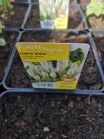 Plume du kansas blanc en pot de 3l