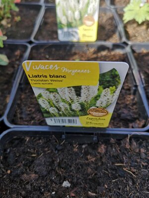 Plume du kansas blanc en pot de 3l