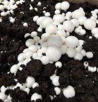 Champignons de paris 'les côte-d'oriens'