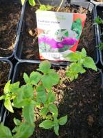 Fushia vivace bleu en pot de 3l