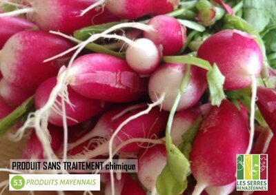 Radis