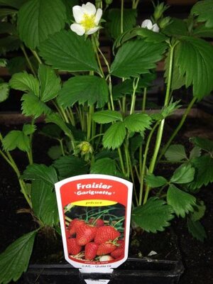 Plant godet unité - fraisier gariguette