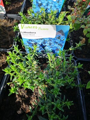 Lithodora bleue en pot de 3l