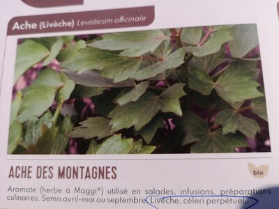 Plant ache des montagnes pot 10,5 cm