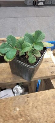 Plants de fraisiers