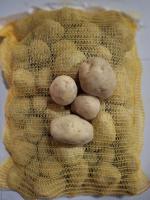 Pomme de terre bio agria 10 kg