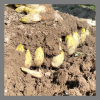 Endives de pleine terre