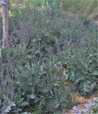 Choux brocoli à jets violets (10 plants)