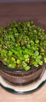 Roquette micro pousses