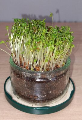 Cresson micro pousses