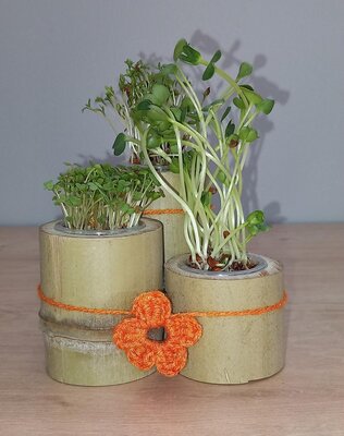 Radis-cresson-roquette trio micro pousses