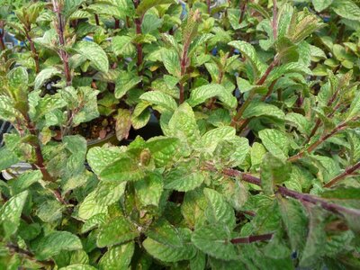 Plant aromatique menthe cassis