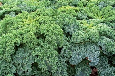 Plants de chou kale
