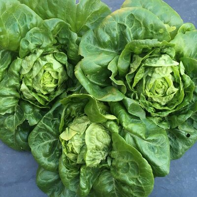 Plants de laitue sucrine
