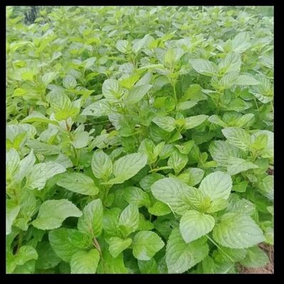 Menthe bergamote