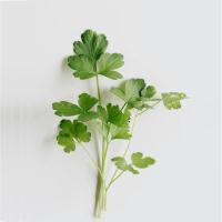 Persil à grandes feuilles