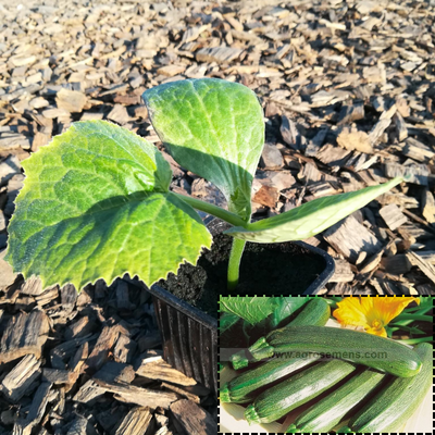 Courgette verte
