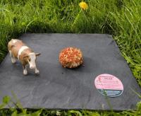 Fromage frais  italien lait cru de vache