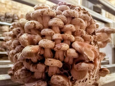 Shiitaké bio déshydraté