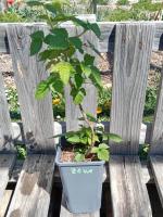 Framboisier remontant zeva 1.5l