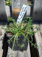 Camomille romaine à fleur double 0.5l