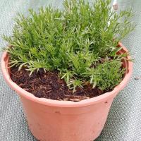 Camomille romaine à fleur double 1l