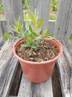 Estragon français 1l