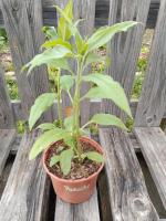 Topinambour patate 1l