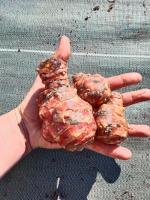 Topinambour patate 7 tubercules