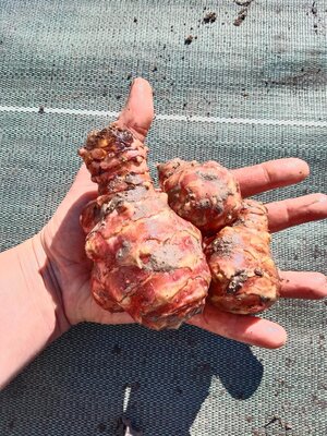 Topinambour patate 7 tubercules