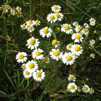 Plant aromatique camomille matricaire
