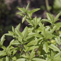 Plante vivace verveine citronnée