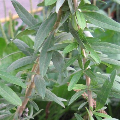 Plante vivace verveine d'argentine