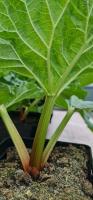 Rhubarbe 'victoria' - bio (2.5l)