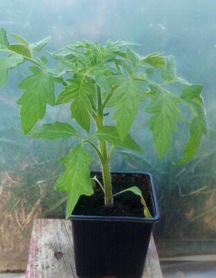 Tomate ananas