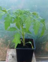 Tomate cerise black cherry