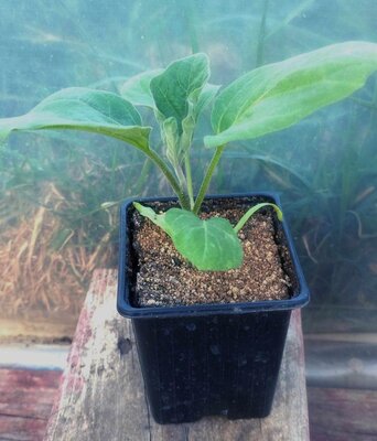 Aubergine violette de toulouse