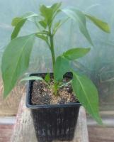 Poivron quadrato giallo (carré jaune)