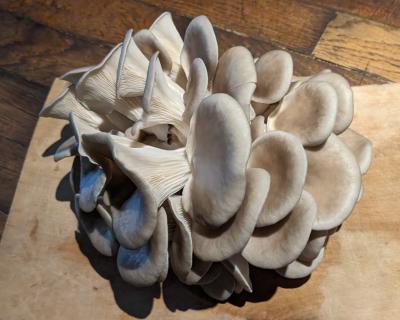Pleurote grise