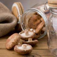 Lentin du chêne (shii také )