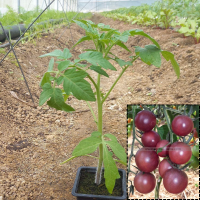 Tomate cerise noir